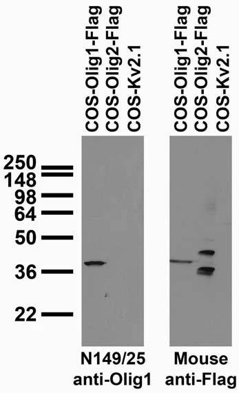 Anti-Olig1 Antibody