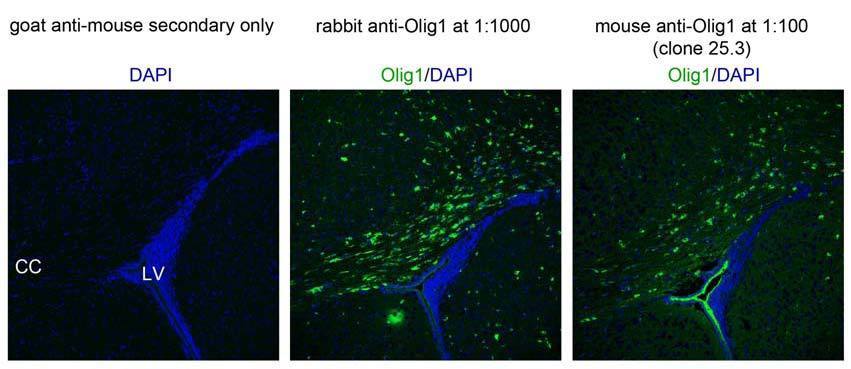 Anti-Olig1 Antibody - Image 2