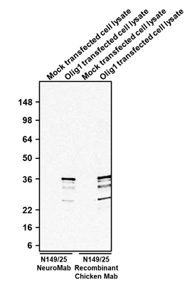 Anti-Olig1 Recombinant Chicken Chimeric mAb - Image 3