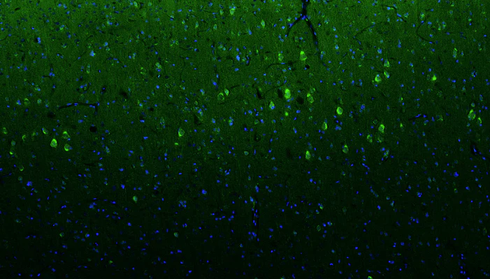 Anti-Olig1 Recombinant Chicken Chimeric mAb - Image 4