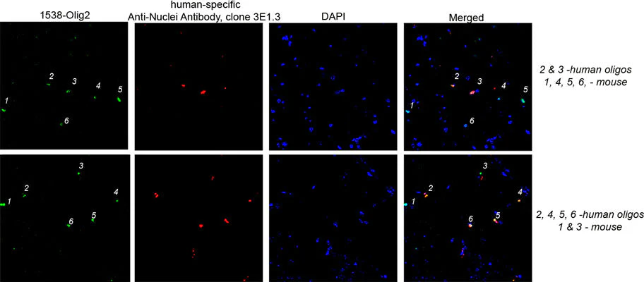 Anti-Olig2 Antibody - Image 3