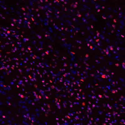 Anti-Olig2 Antibody - Image 4