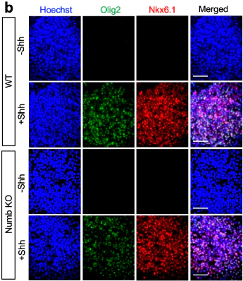 Anti-Olig2 Antibody - Image 5