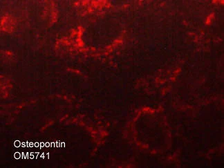 Anti-Osteopontin (N-terminal region) Antibody - Image 2