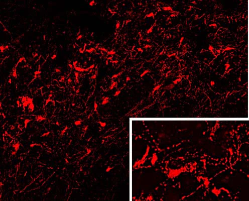 Anti-Oxytocin Antibody - Image 2