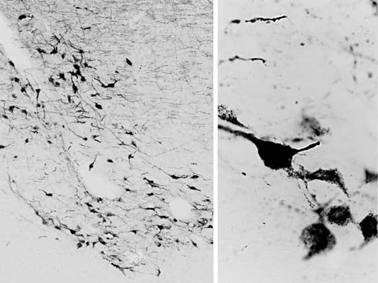 Anti-Oxytocin Antibody - Image 3