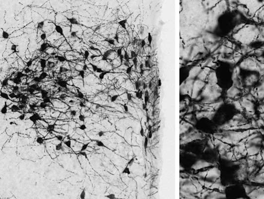 Anti-Oxytocin Antibody - Image 4