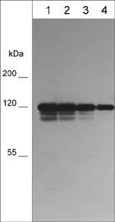 Anti-P-Cadherin (N-terminal region) Antibody
