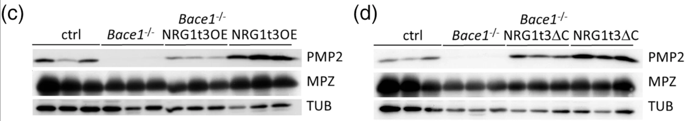 Anti-P-Zero Myelin Protein (PZO) Antibody - Image 11