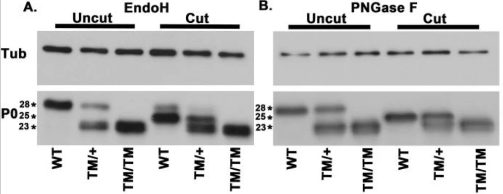 Anti-P-Zero Myelin Protein (PZO) Antibody - Image 8