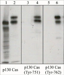 Anti-p130 Cas (C-terminal region) Antibody