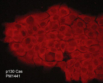 Anti-p130 Cas (C-terminal region) Antibody - Image 2