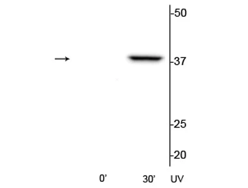 Anti-p38 MAPK (Thr180/Tyr182) Antibody