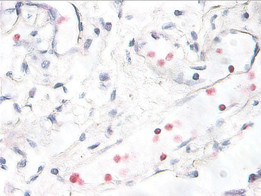 Anti-p38 MAPK (Thr180/Tyr182) Antibody - Image 2