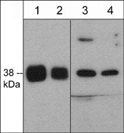 Anti-p38α MAP Kinase (C-terminal) Antibody