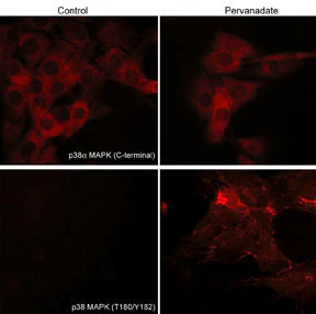 Anti-p38α MAP Kinase (C-terminal) M138 Antibody - Image 2