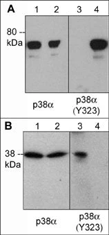 Anti-p38α MAP Kinase (Tyr-323), Phosphospecific Antibody