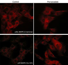 Anti-p38α MAP Kinase (Tyr-323), Phosphospecific Antibody - Image 2