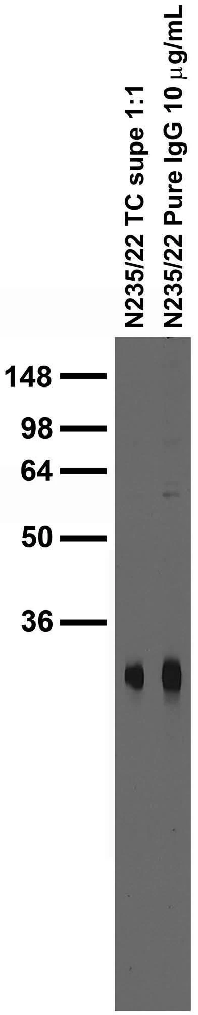 Anti-Pan-FHF-A Antibody - Image 2