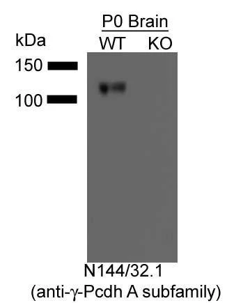Anti-Pan-Gamma-Protocadherin-A Antibody