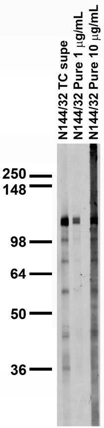 Anti-Pan-Gamma-Protocadherin-A Antibody - Image 2