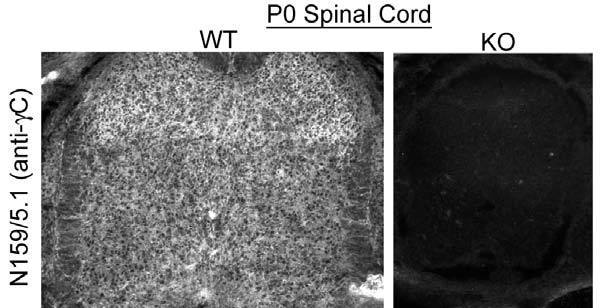 Anti-Pan-Gamma-Protocadherin-Constant Antibody