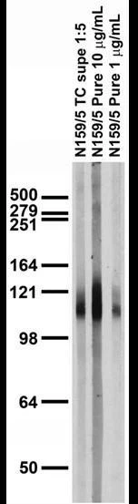 Anti-Pan-Gamma-Protocadherin-Constant Antibody - Image 2