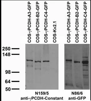 Anti-Pan-Gamma-Protocadherin-Constant Antibody - Image 3