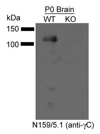 Anti-Pan-Gamma-Protocadherin-Constant Antibody - Image 4