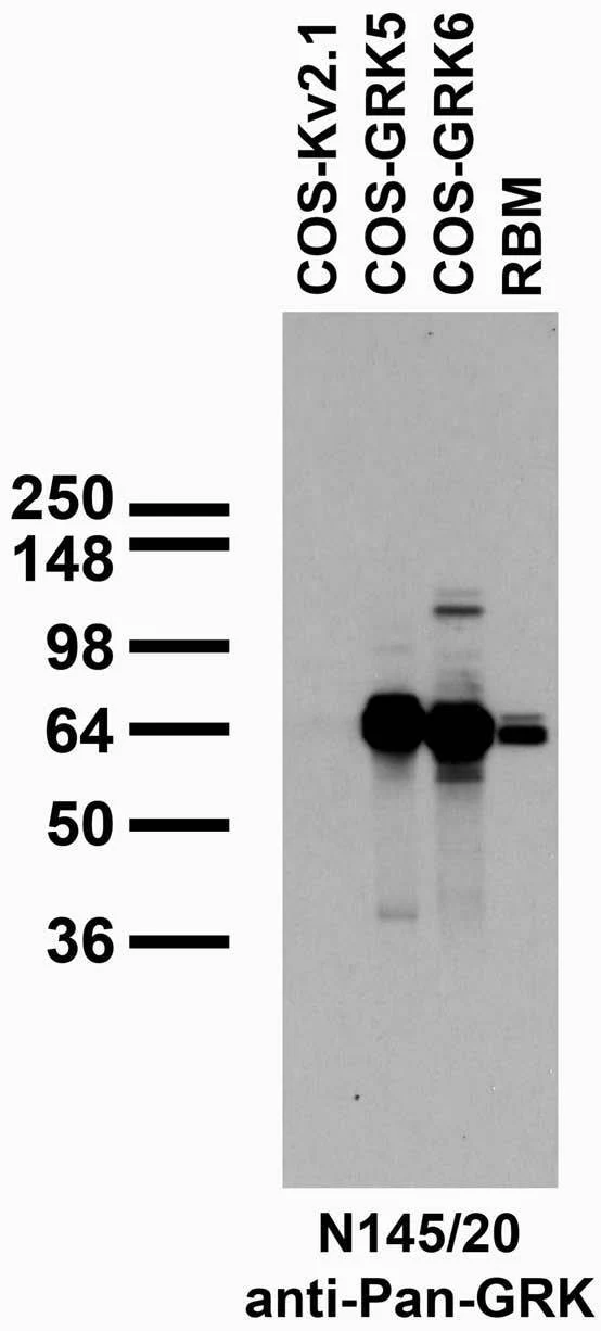 Anti-Pan-GRK - Image 2