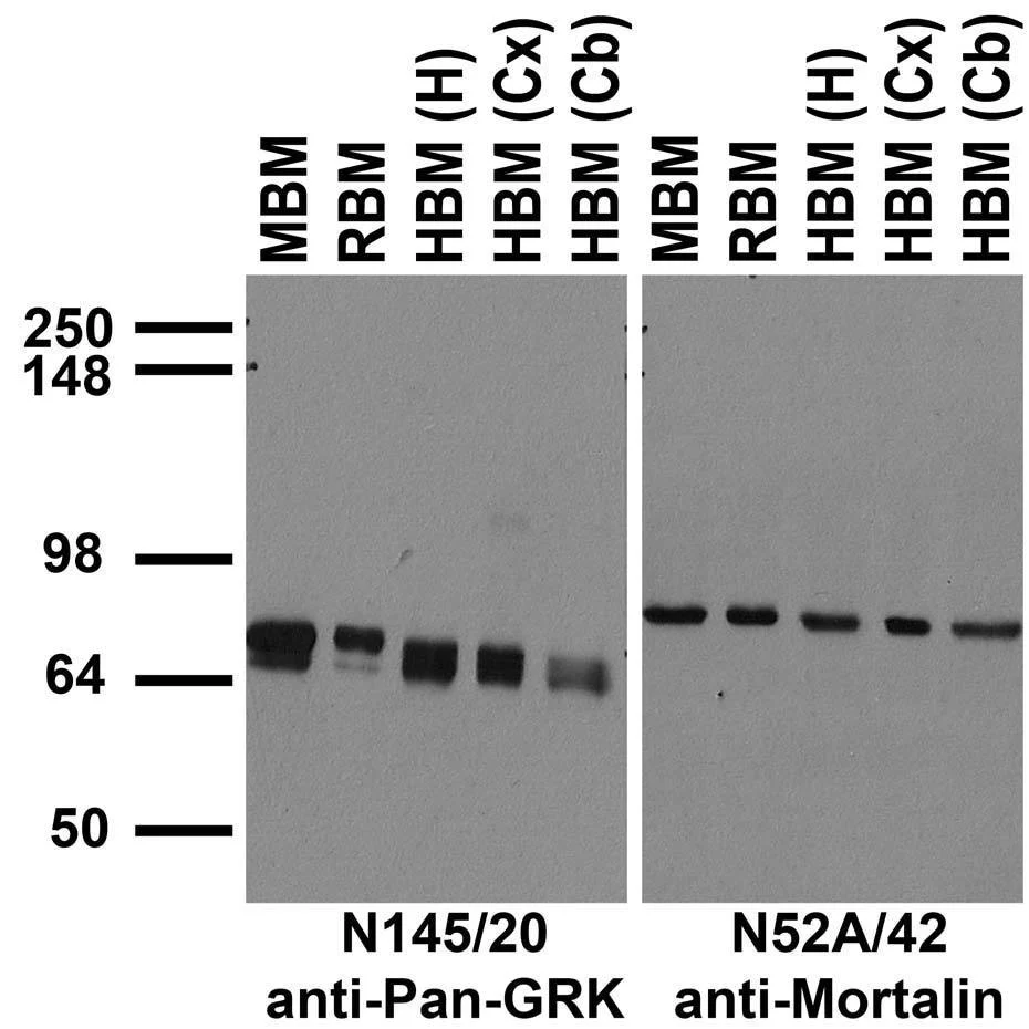 Anti-Pan-GRK - Image 3