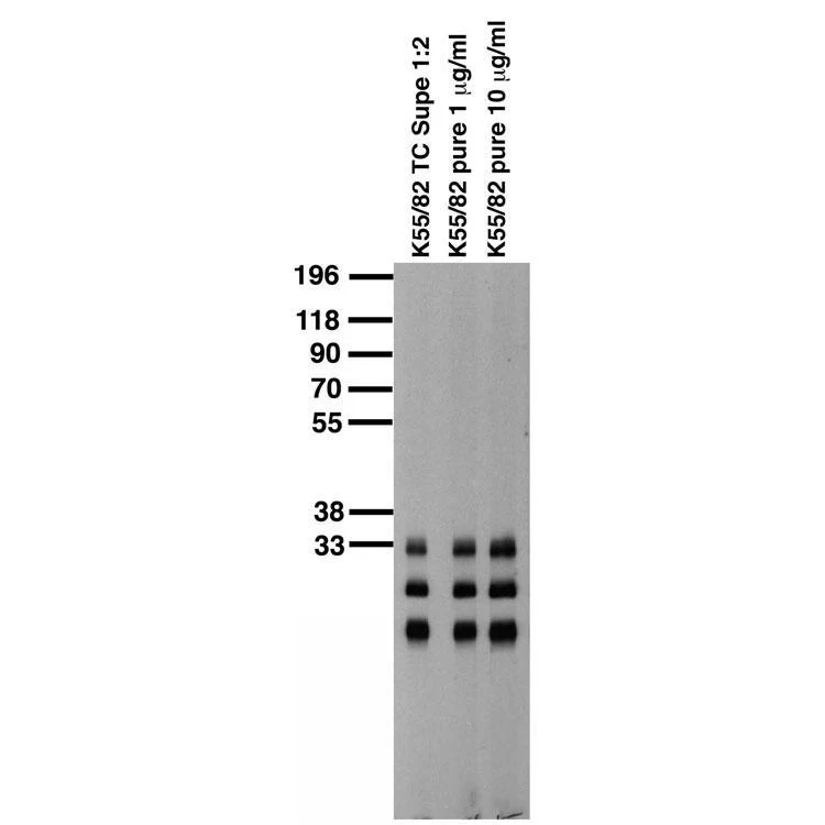 Anti-Pan-KChIP K+ Channel Antibody - Image 2