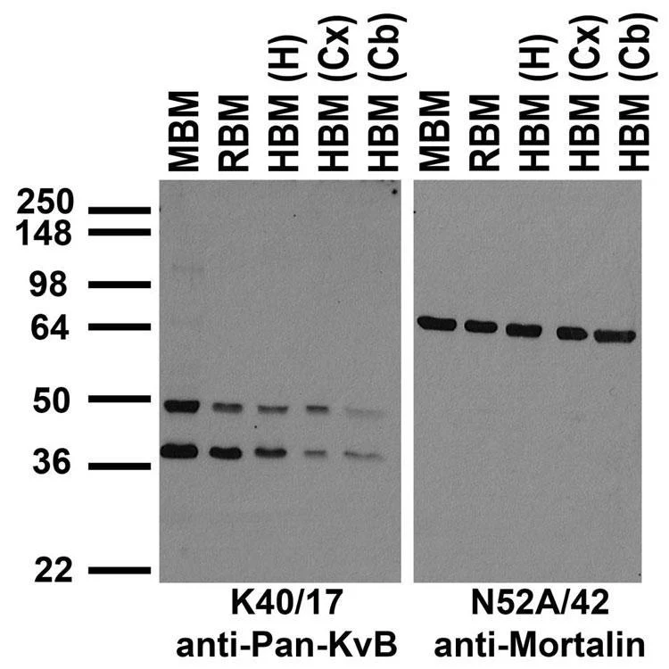 Anti-Pan-Kvbeta K+ Channel Antibody