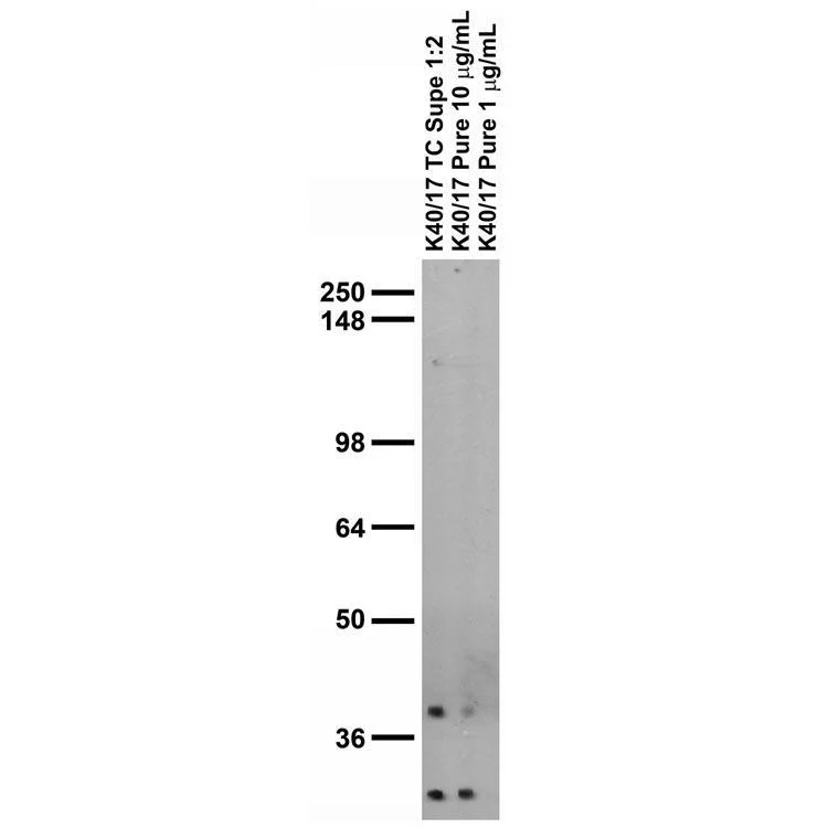 Anti-Pan-Kvbeta K+ Channel Antibody - Image 2