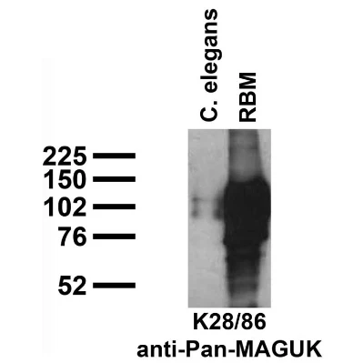 Anti-Pan-MAGUK Antibody