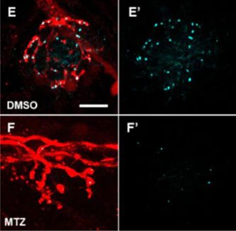 Anti-Pan-MAGUK Antibody - Image 2