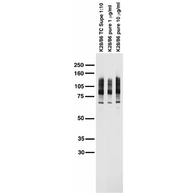 Anti-Pan-MAGUK Antibody - Image 3