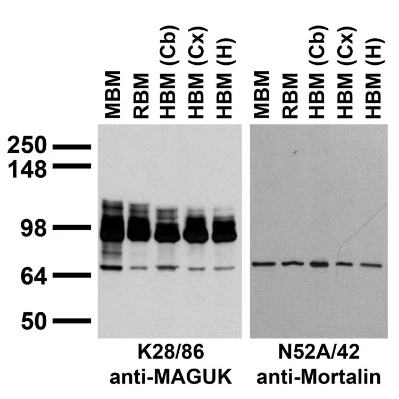 Anti-Pan-MAGUK Antibody - Image 4