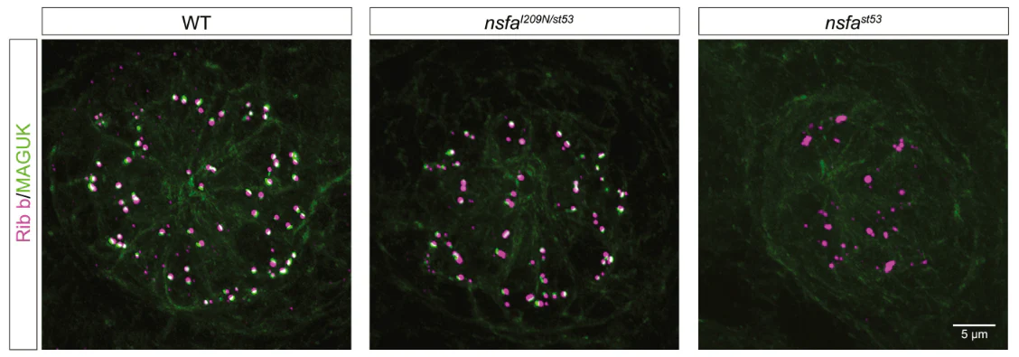 Anti-Pan-MAGUK Antibody - Image 5