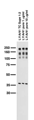 Anti-Pan-Neurofascin Antibody - Image 2