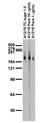 Anti-Pan-Neurofascin (Extracellular) Antibody - Image 3