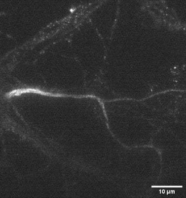 Anti-Pan-Neurofascin (Extracellular) Antibody FL490 Conjugate