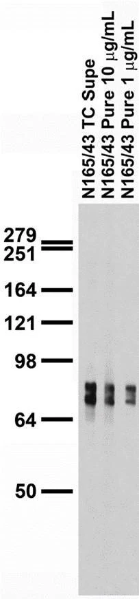 Anti-Pan-PTPR (Receptor-Type Tyrosine-Protein Phosphatase) Antibody