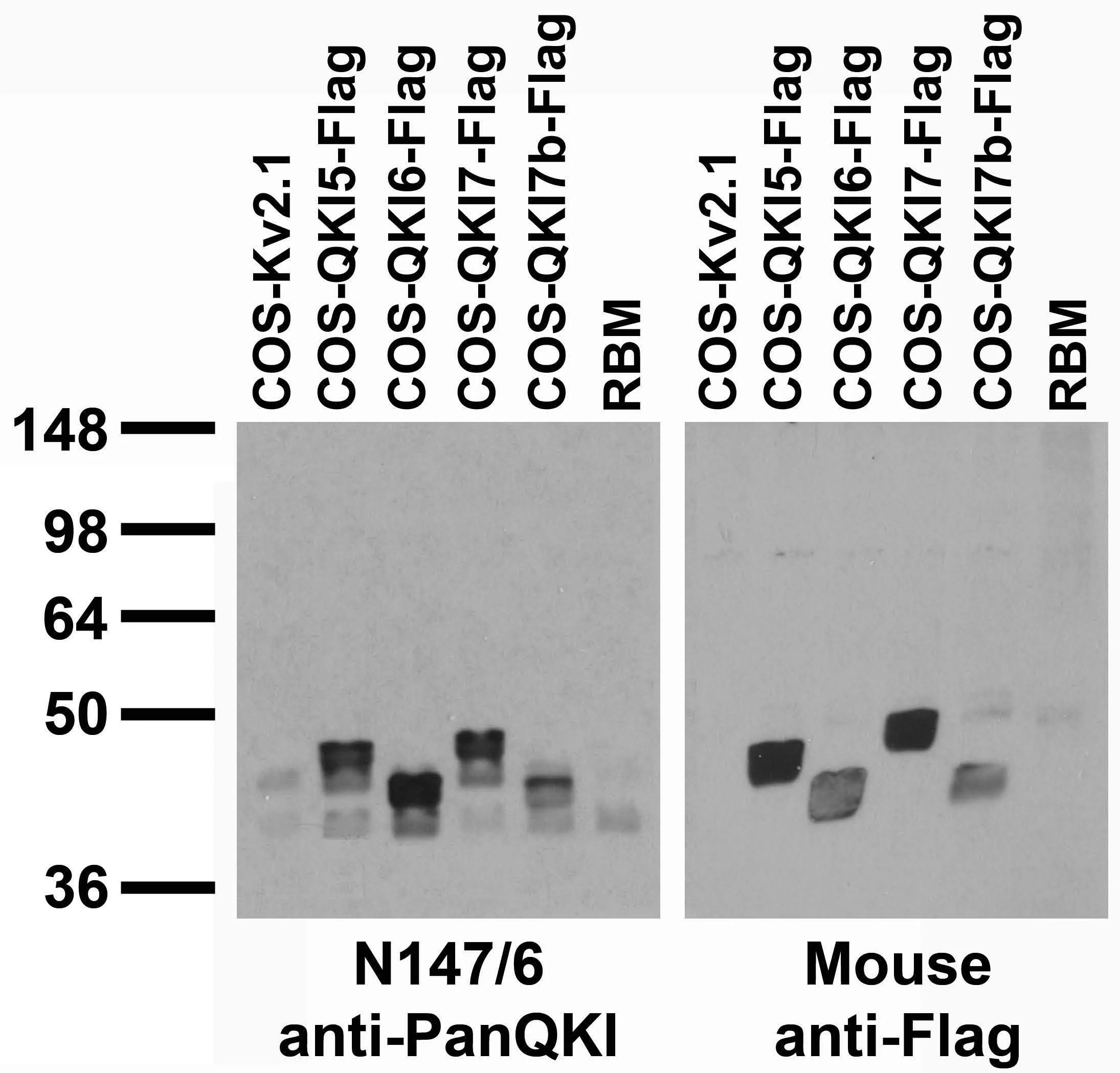 Anti-Pan-QKI Antibody - Image 4