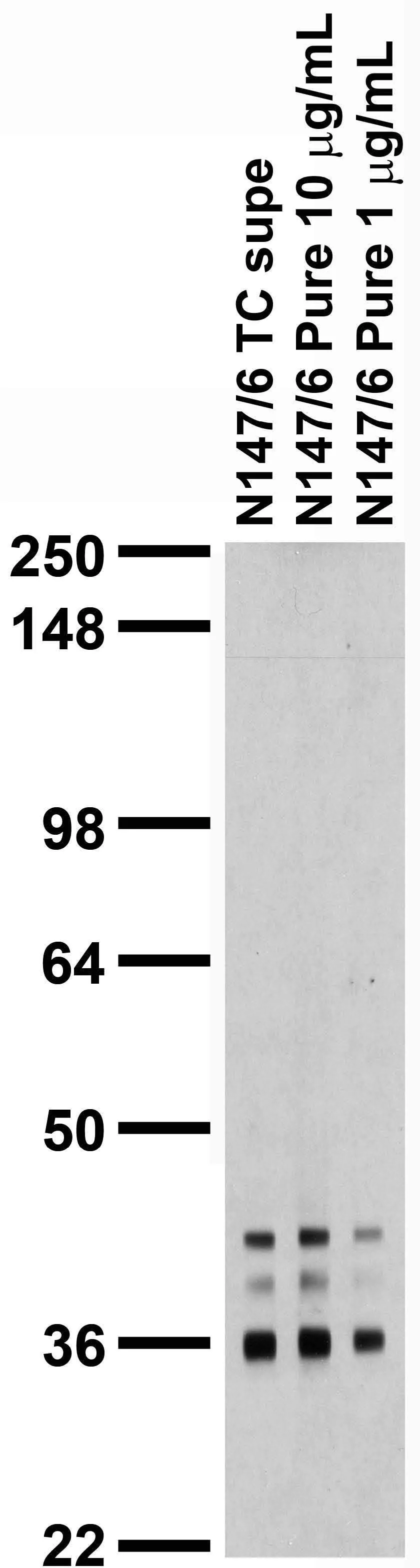 Anti-Pan-QKI Antibody - Image 5