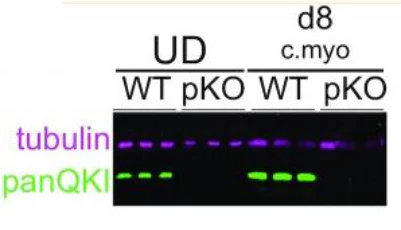 Anti-Pan-QKI Antibody - Image 6