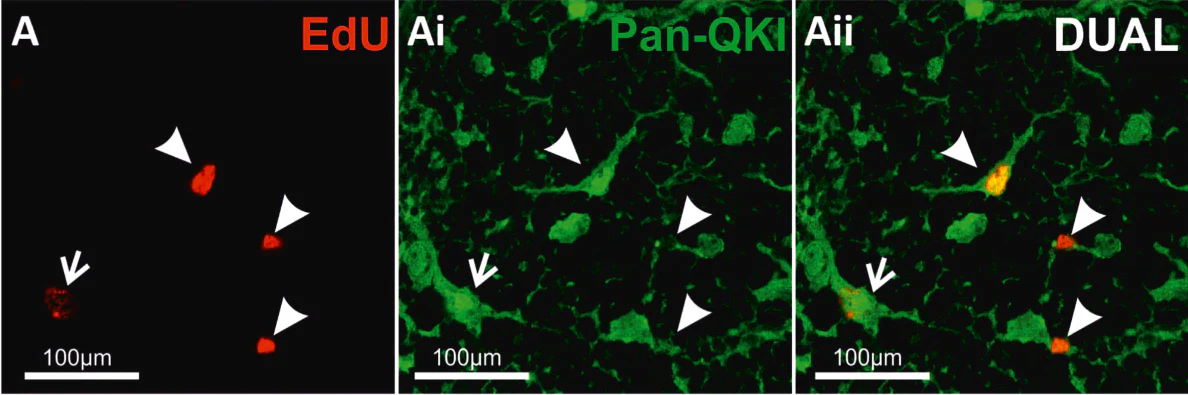 Anti-Pan-QKI Antibody - Image 7