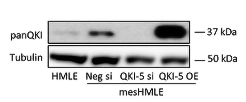 Anti-Pan-QKI Antibody - Image 8