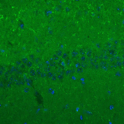 Anti-Pan-SAPAP Antibody