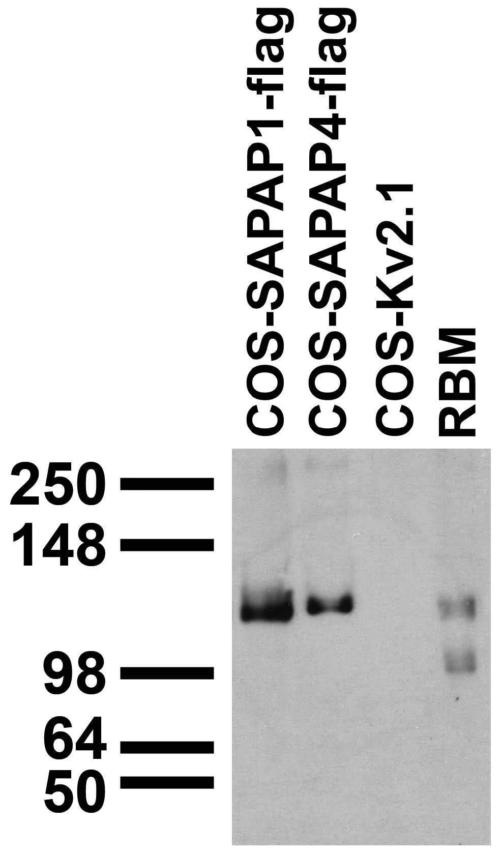 Anti-Pan-SAPAP Antibody - Image 2